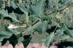 �׻���٢��