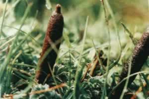 �����Ĳݾ�